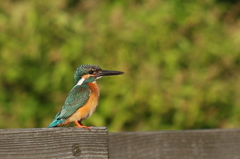 夕焼けカワセミ