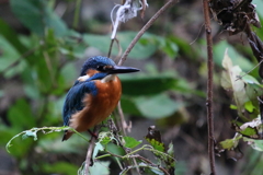 今日のカワ男君