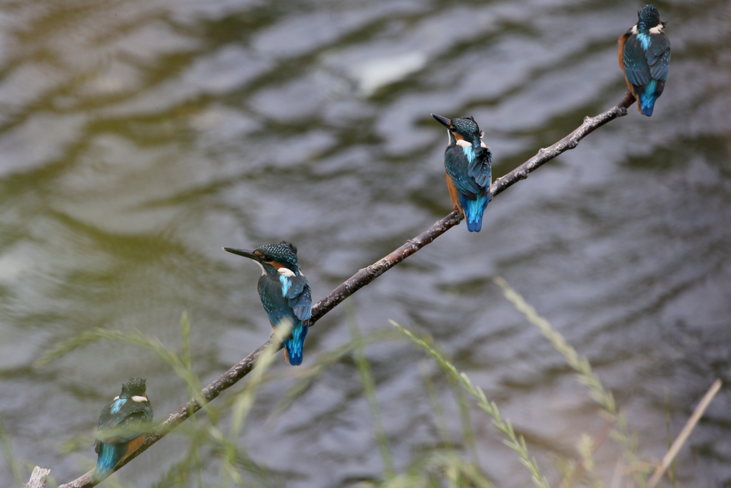 カワセミきょうだい