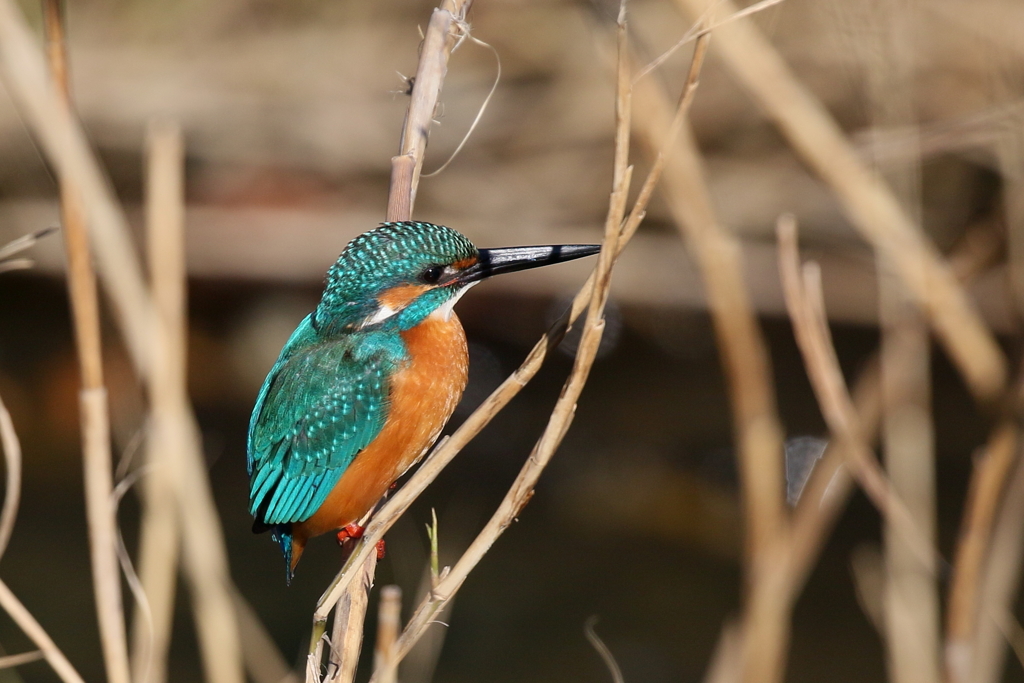 今日のカワ君２