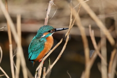 今日のカワ君２