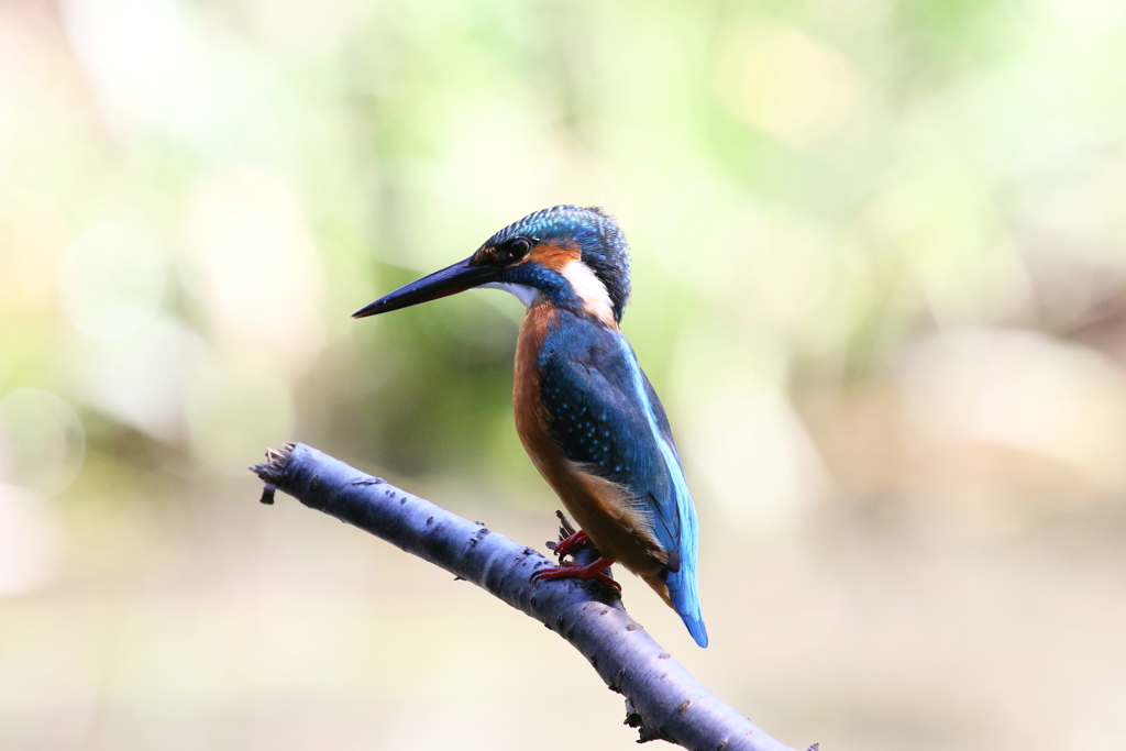 実はわたしです