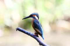 実はわたしです