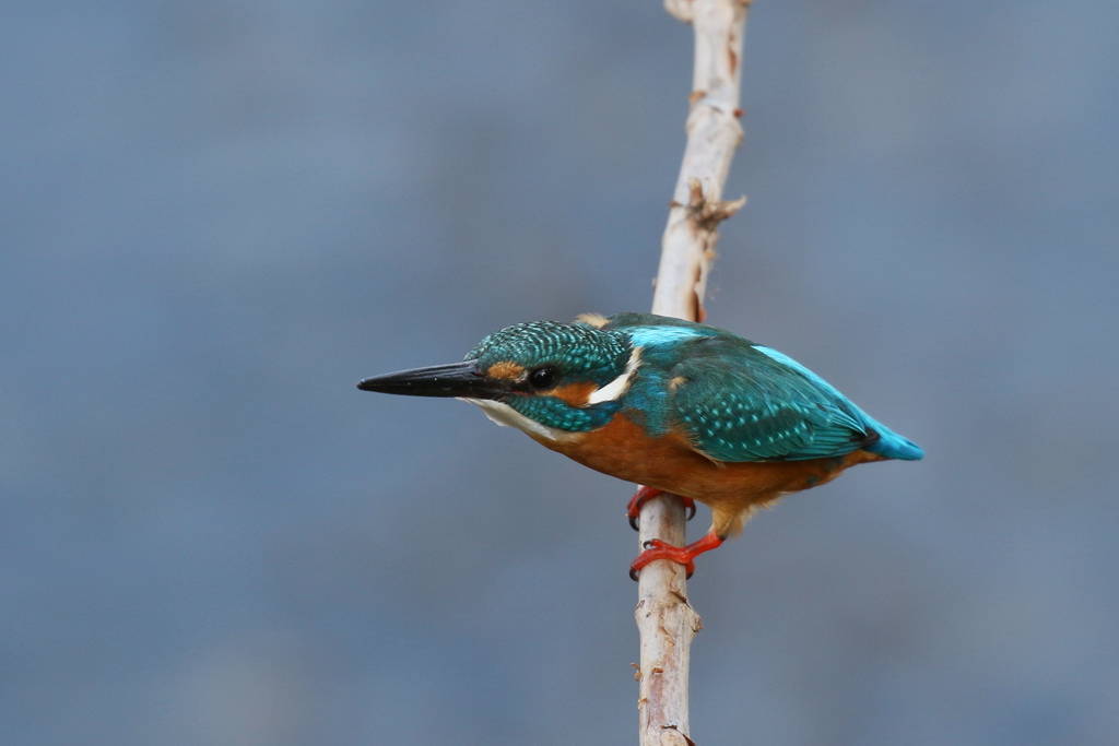 ア！！何か来た