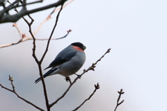 ウソ君