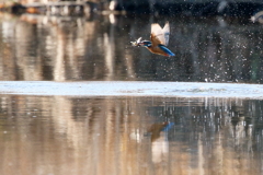 今日も元気なカワ君