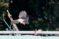 チョウゲン君