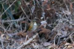 ルリビタキさん２