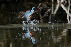 今日のカワ君３