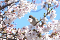 青空スズメ