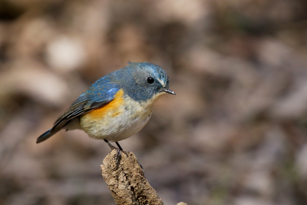 ルリビタキ君１