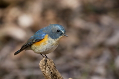 ルリビタキ君１