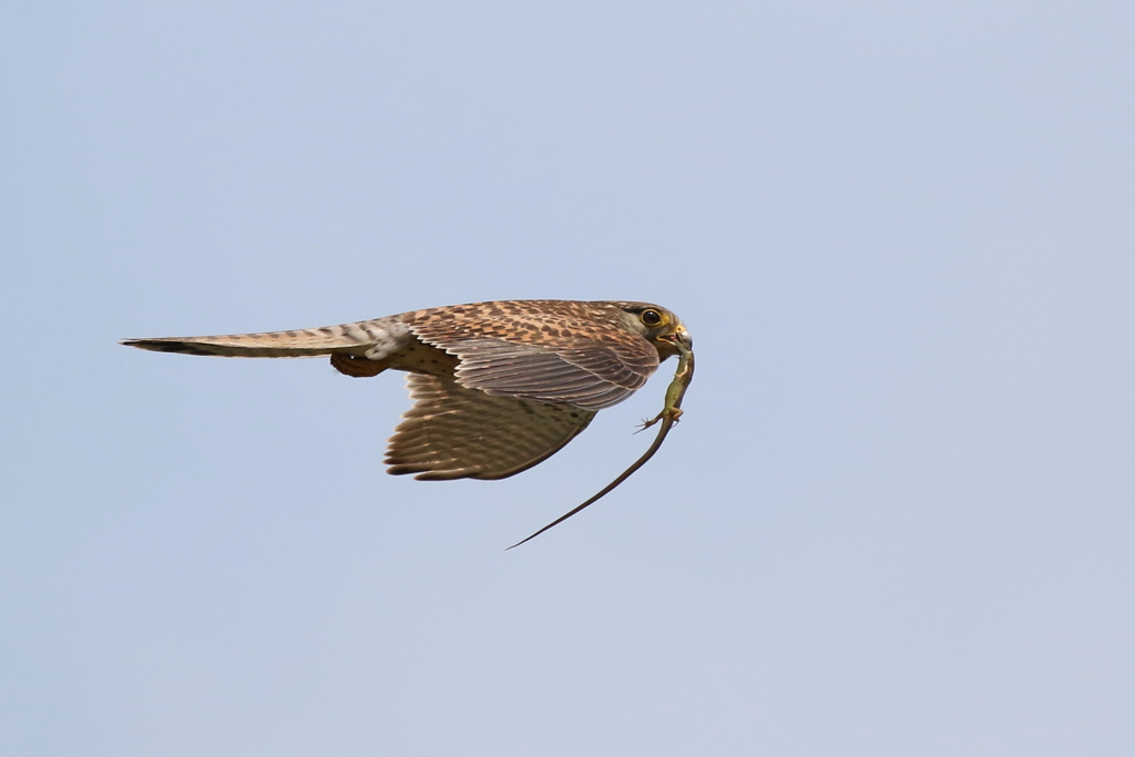 チョウゲンママ３