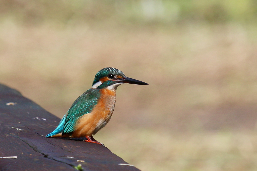 今日のカワ子ちゃん？その２