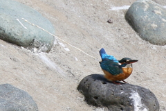 ちょっとしつれい