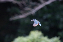 Ｓ面ホバ２－１