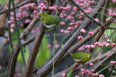 マユミとメジロ