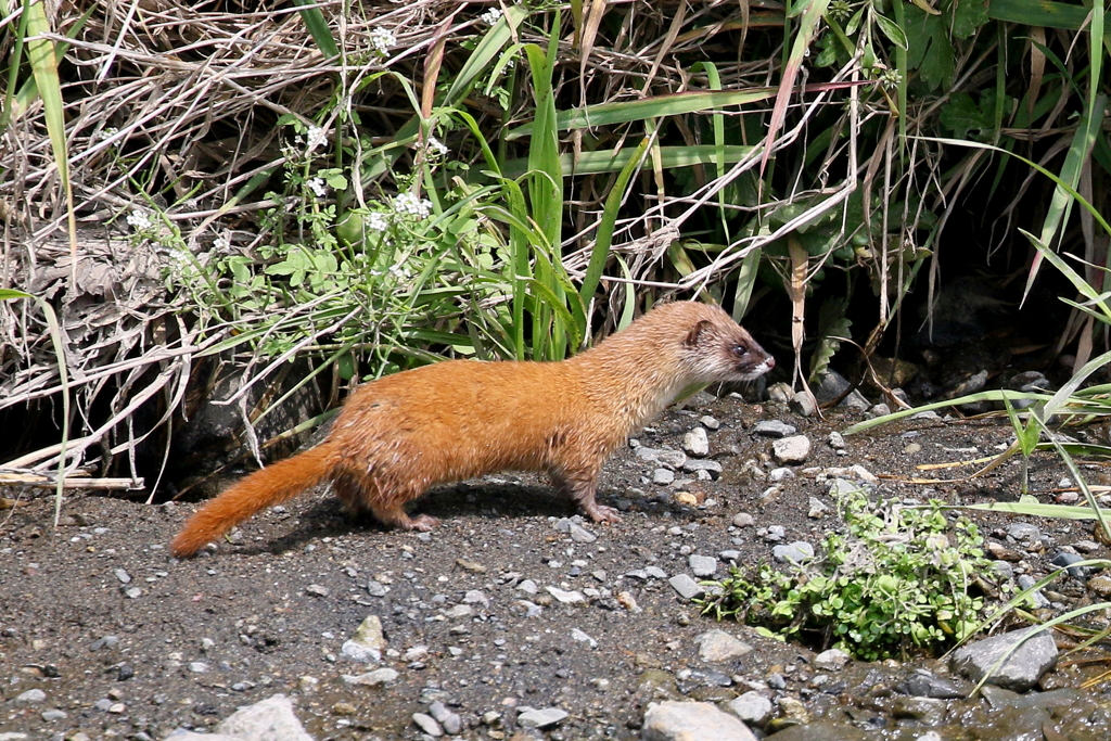 イタチ君３