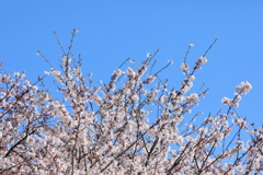 青空に桜