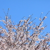 青空に桜