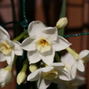 春の花４