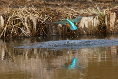 カワセミ３