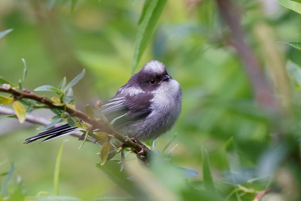 ん～、かわいい