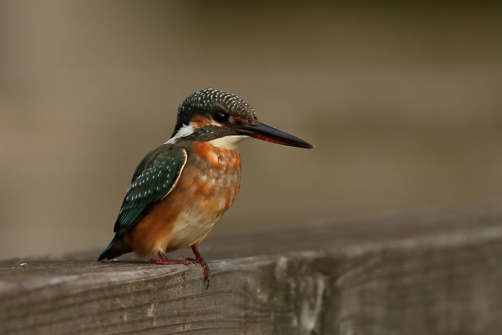 カワ子ちゃん２