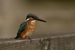 カワ子ちゃん２