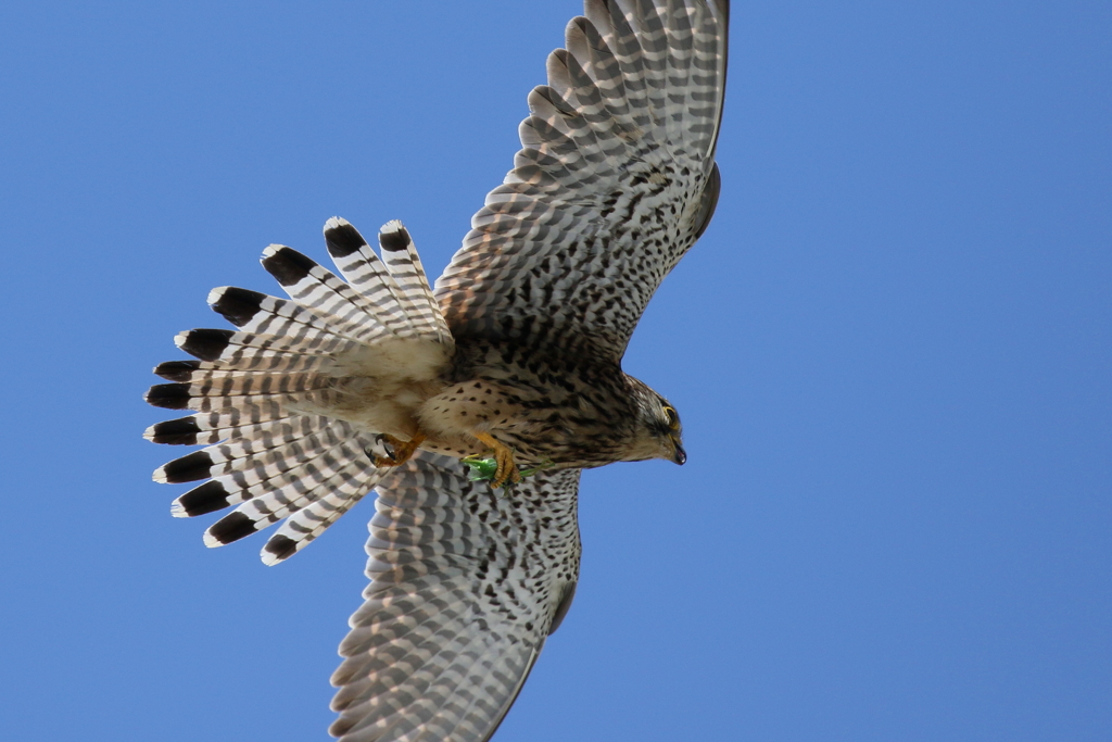 チョウゲンママ２