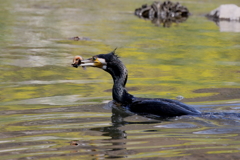 大ドジョウ