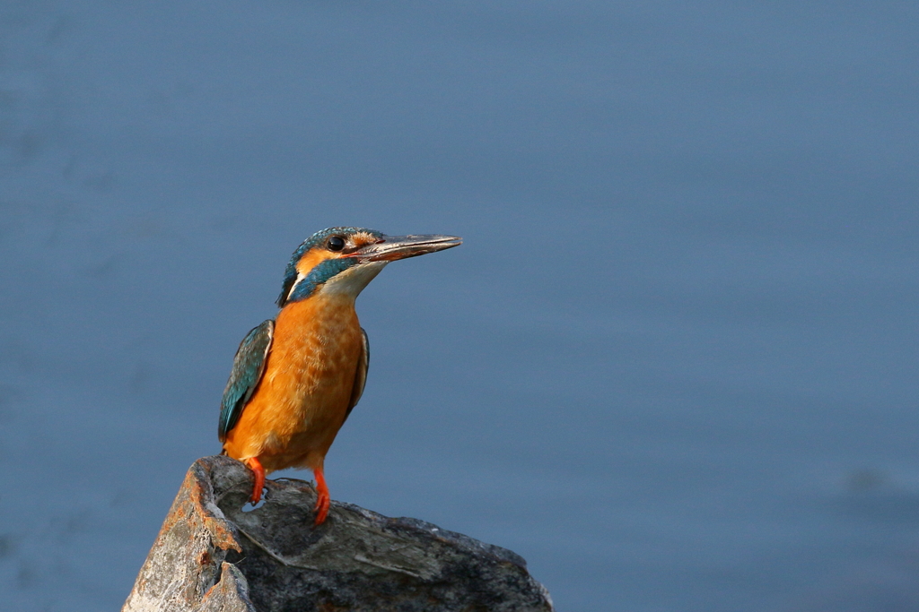 今日のパパセミ