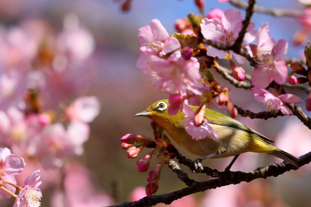 桜メジロ１