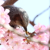 ヒヨドリ１