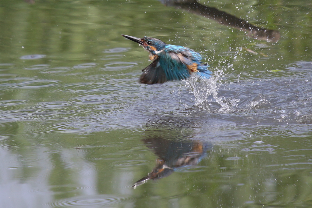 ＳＤとうちゃん