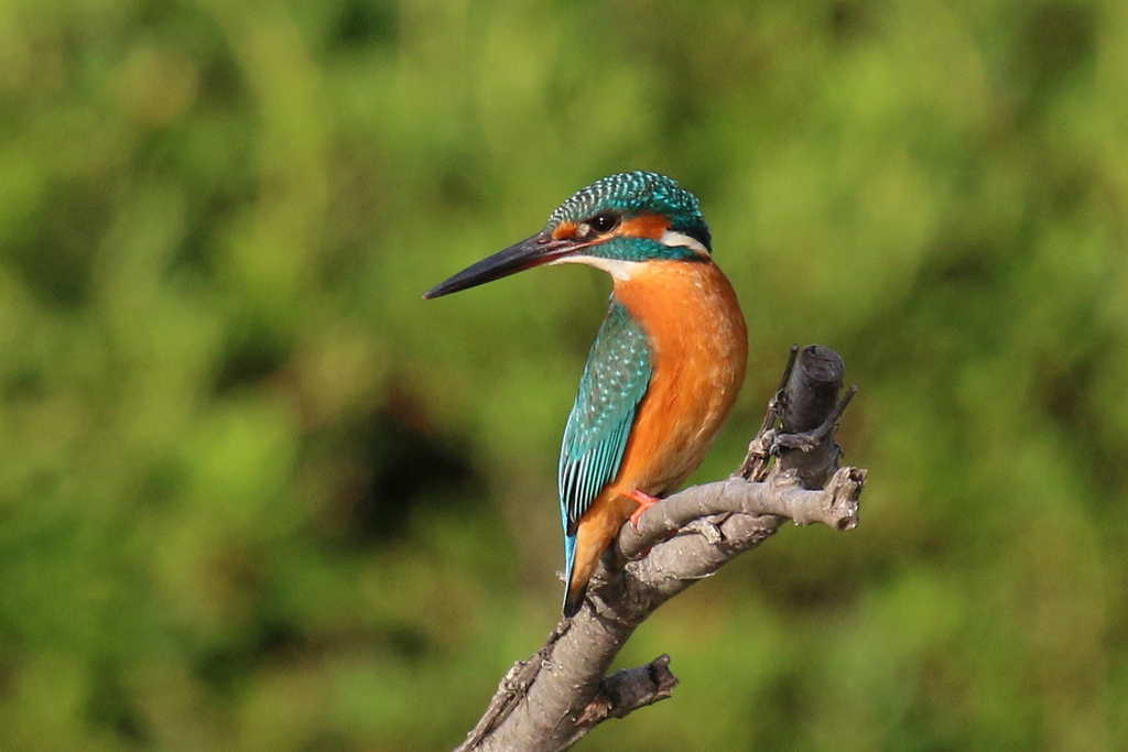 今日のカワ子ちゃん３
