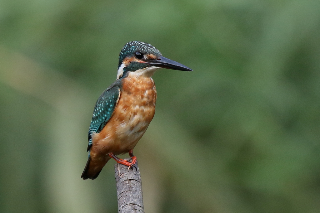 今日のカワ男君
