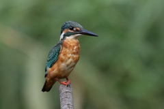 今日のカワ男君