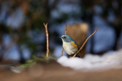 ユキルリ１