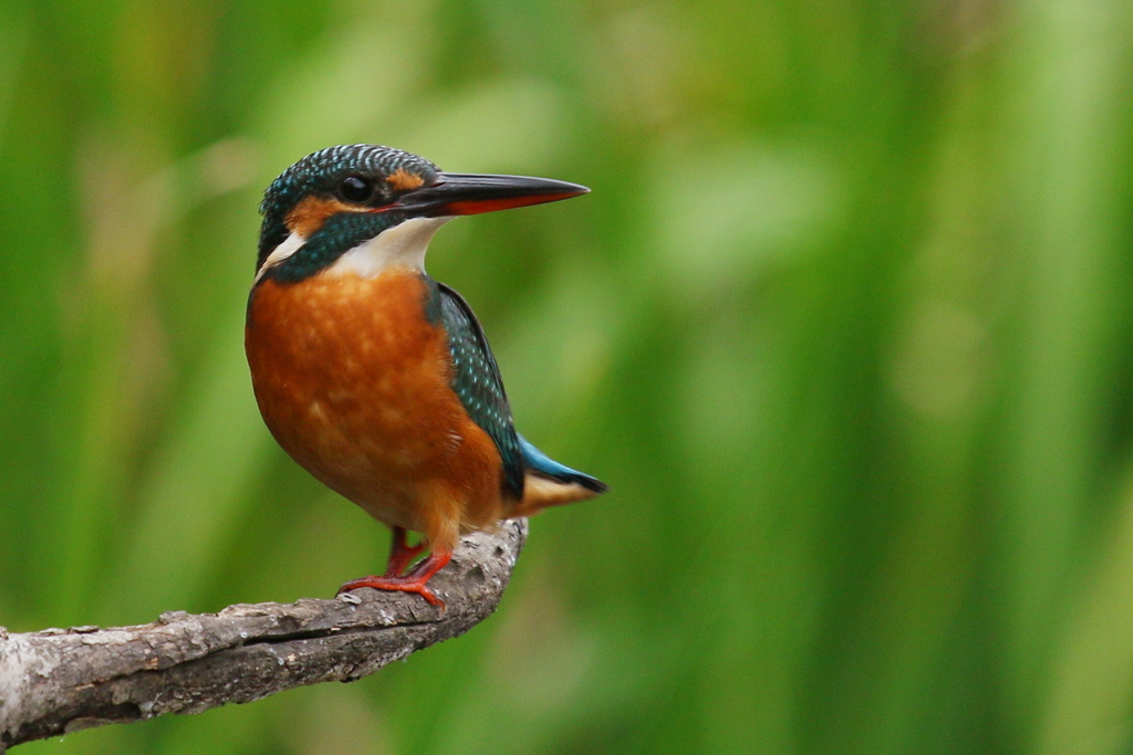 今日のカワ子ちゃん３