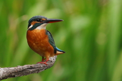 今日のカワ子ちゃん３