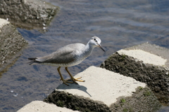 キアシシギ発見