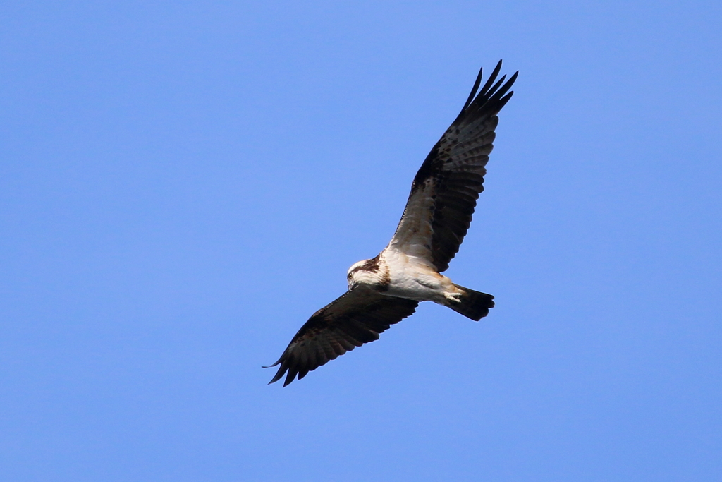 今日のミサゴ君