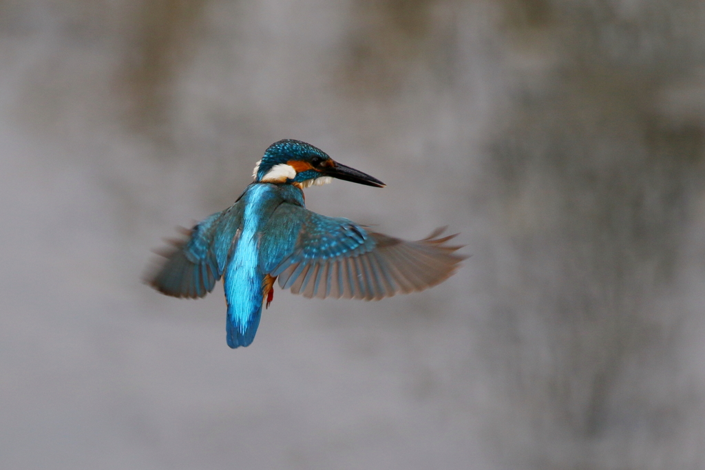 パパカワホバ２