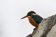 今日のカワセミさん