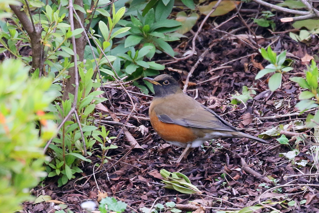 オオアカハラ１