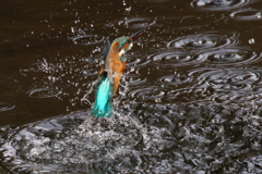 今日のカワセミ君２