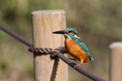 ロープ好きですか