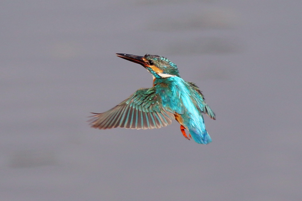 今日のパパホバ