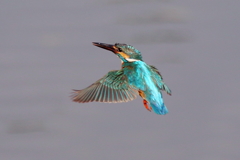 今日のパパホバ